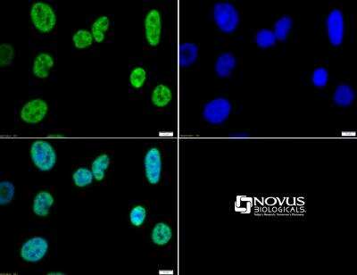 Immunocytochemistry/Immunofluorescence: Histone H3 [Trimethyl Lys4] Antibody [NB21-1023] - Histone H3 K4me3 antibody tested in HeLa cells with FITC (green). Nuclei were counterstained with DAPI (blue).